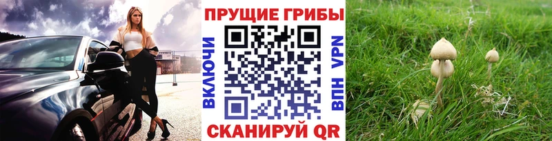 Псилоцибиновые грибы прущие грибы Острогожск