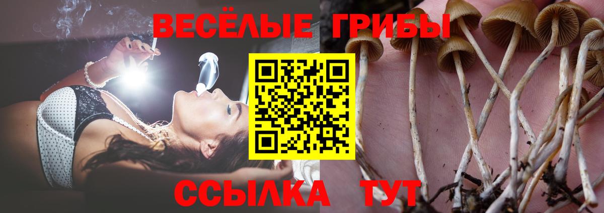 Псилоцибиновые грибы Psilocybine cubensis Острогожск